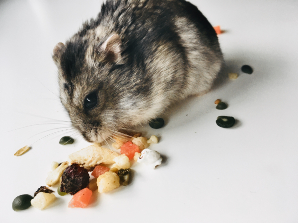 A photo of my old hamster, Harry.