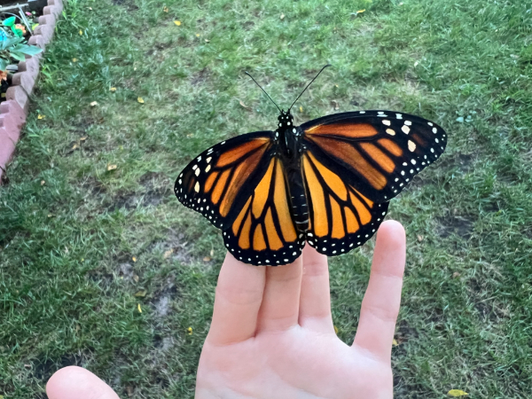 A monarch butterfly sitting on my hand.